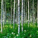 photo thumbnail