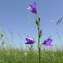 photo thumbnail