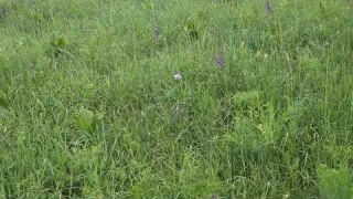 Центрально Черноземный Заповедник имени Алехина 19.05.2018